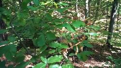 Close up of Styracosaurus dinosaur in wild forest, slow motion Stock Footage