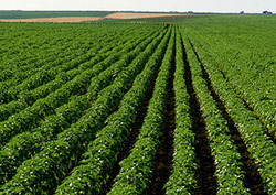 La alimentación del planeta Instructional Video