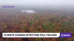 How Climate Change Is Affecting Fall Foliage News Clip