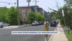 Orangetown police track bear sightings in downtown Nyack News Clip