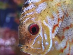 ¿Qué es un pez?: recapitulando Instructional Video