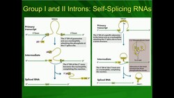 Types I and II Self-Splicing (Autocatalytic) Introns in mRNA Instructional Video