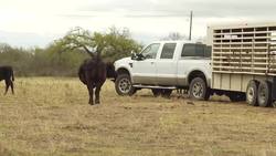 Ranger Cattle – Joshua Eilers - Austin,Texas Instructional Video