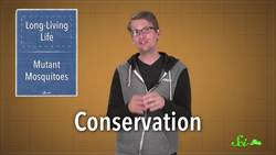 Mutant Mosquitoes in Florida Instructional Video