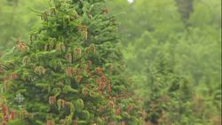 Deep freeze damage to Christmas trees in Nova Scotia News Clip