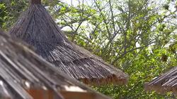 Roofs made of straw surrounded by trees in 4k slow motion 60fps Stock Footage