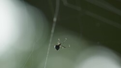 Climbers’ Paradise is the Last Refuge for an Ancient Species Instructional Video