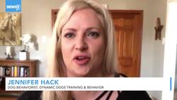 How To Prepare Your Dog For A Return To In-Person Work News Clip