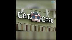 Welcome To A Cat and Coffee Lovers Paradise! - Your Daily Di-purr-sion Instructional Video