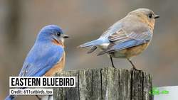 We've Been Ignoring Female Birdsong for Centuries Instructional Video