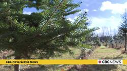 Climate change impacting balsam fir trees News Clip
