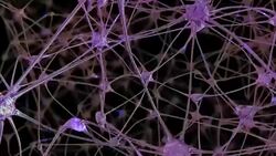 Journey through a network of neuronal cells and synapses in the brain through which electrical impulses and discharges pass Stock Footage
