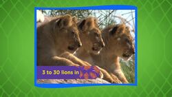 The King of the Jungle! Get to Know The Mighty Lion! Instructional Video