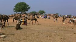 Pushkar Camel Fair, India Stock Footage