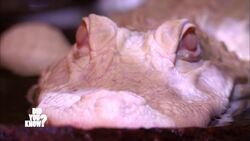 Nature's Anomalies: Albino Animals and Carnivorous Plants Instructional Video