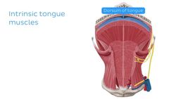 Tongue and epiglottis Instructional Video