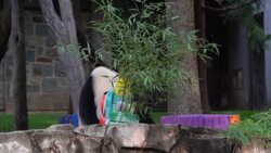 CLEAN : Washington DC's baby panda celebrates 2nd birthday with special cake News Clip