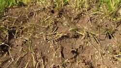 Wild brown ants Stock Footage