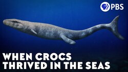 When Crocs Thrived in the Seas Instructional Video