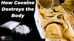 Why Cocaine Is So Incredibly Dangerous Instructional Video