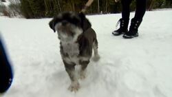 A giant squirrel, snowmobiling and the arts make Edson, Alta., worth more than just a coffee stop. News Clip