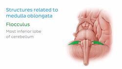 Anterior view of the brainstem Instructional Video