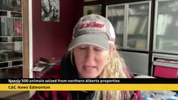 Nearly 300 animals seized from northern Alberta properties News Clip