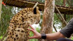 MEATING a Cheetah! Instructional Video