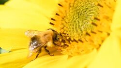 Bee foraging on a sunflower. Macro slow motion close up clip. Stock Footage