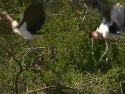 Lake Nakuru Flamingos & Friends: Why flamingos inhabit Lake Nakuru Instructional Video