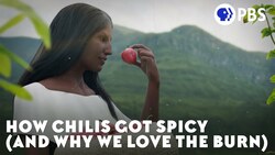 How Chilis Got Spicy (and Why We Love the Burn) Instructional Video