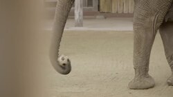 How These Physically-Fit Elephants are Helping to Cure Cancer Instructional Video
