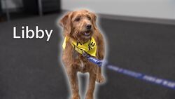 Paws & Pals: 5 dogs up for adoption at Paws of War News Clip