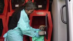 A puppy named Apple marks relocation milestone Instructional Video