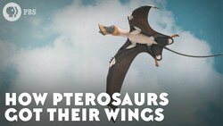 How Pterosaurs Got Their Wings Instructional Video