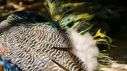 Elegant wild exotic bird with colorful artistic feathers. Close up of peacock textured plumage. Flying Indian green peafowl (Pavo cristatus) in real nature, vibrant pattern of luminous tail and wings. Stock Footage