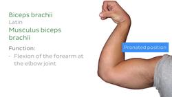 Muscles of the arm Instructional Video