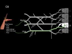 Myotomes Instructional Video