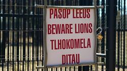 CLEAN : World's first artificially conceived lion cubs born in S. Africa News Clip