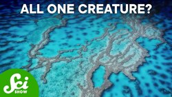 The 5 Largest Living Things Instructional Video