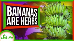 The Biggest Herb on Earth is... a Banana?! Instructional Video