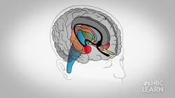 Emotional Brain - Mysteries of the Brain Instructional Video