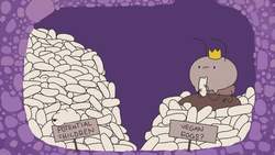 TED-ED: Mating frenzies, sperm hoards, and brood raids: the life of a fire ant queen - Walter R. Tschinkel Instructional Video