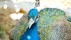 Elegant wild exotic bird with colorful artistic feathers. Close up of peacock textured plumage. Flying Indian green peafowl (Pavo cristatus) in real nature, vibrant pattern of luminous tail and wings. Stock Footage