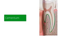 Anatomy of the tooth Instructional Video