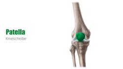 Hauptknochen der unteren Extremität Instructional Video