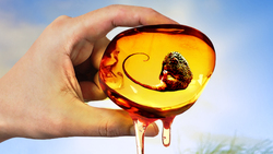 Finding Honey Possums in Australia! Instructional Video