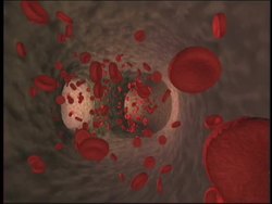 Investigating Circulation: Video Review Instructional Video