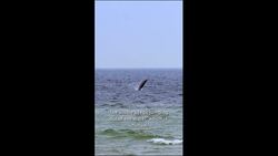 Sowerby's Beaked Whale in the Baltic Sea | Get.factual Instructional Video