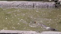 Carp spawn in Grand Marais Drain News Clip